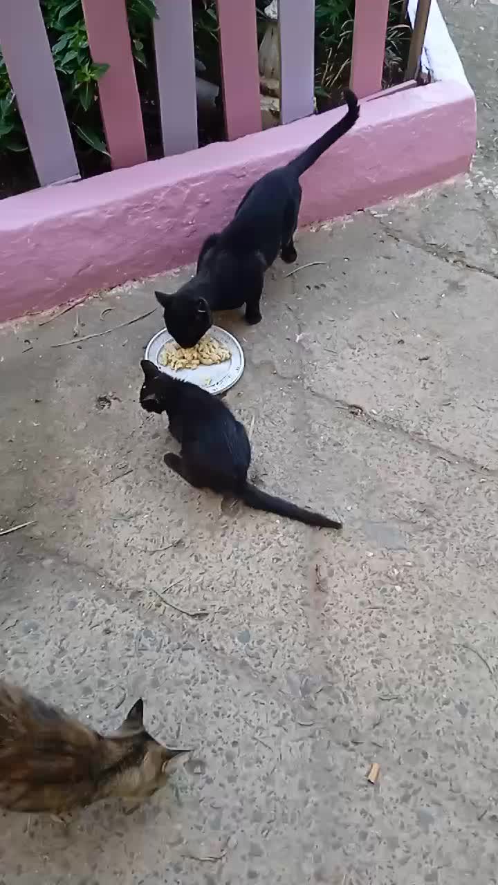 @WAHIIBA KOUBA
