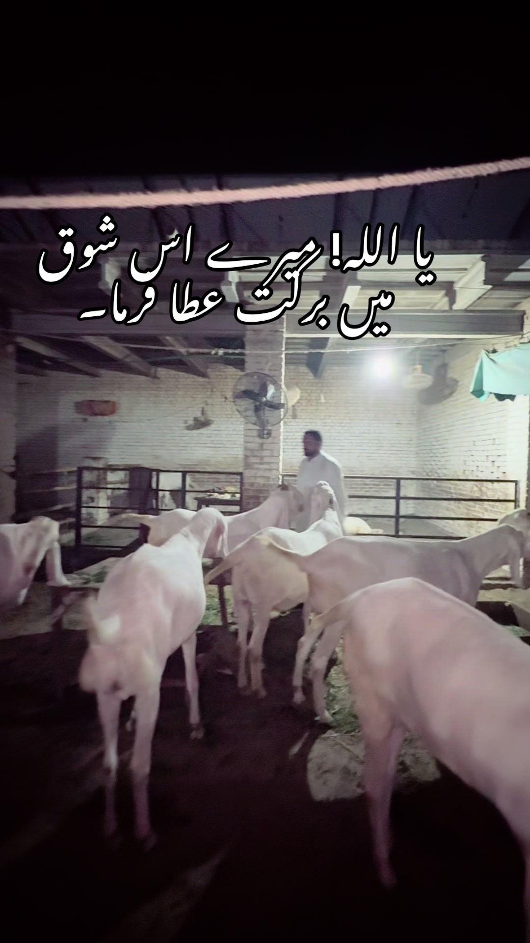 @Buraq waqar