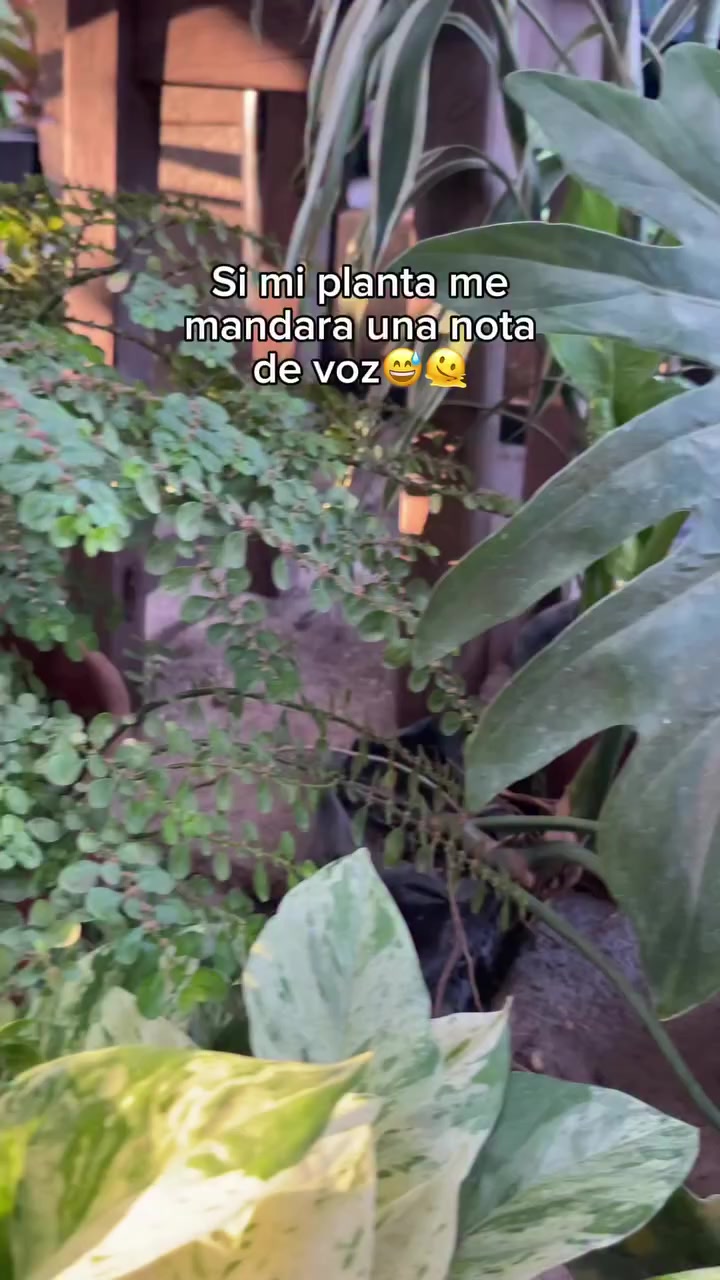 @౿ᥣꪱᜒ ⚜️