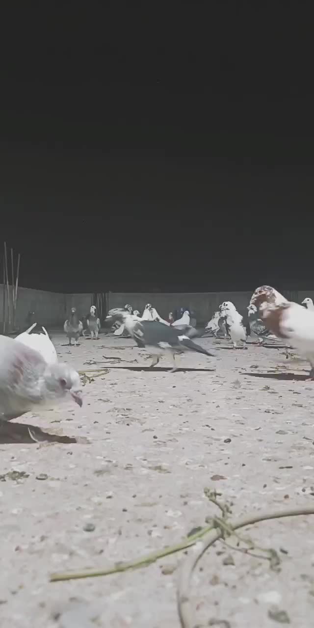 @Postacı_6380