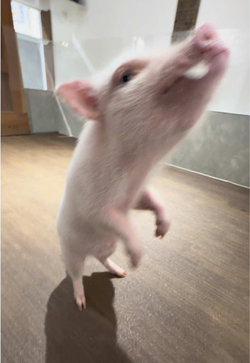 @pignic