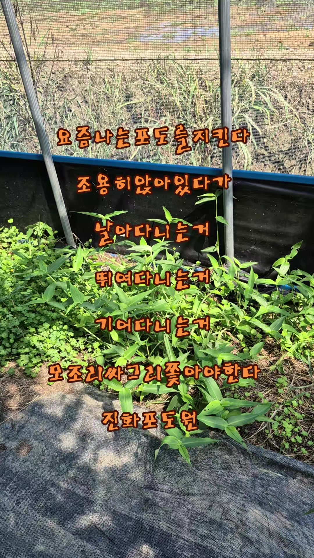 @진화포도원