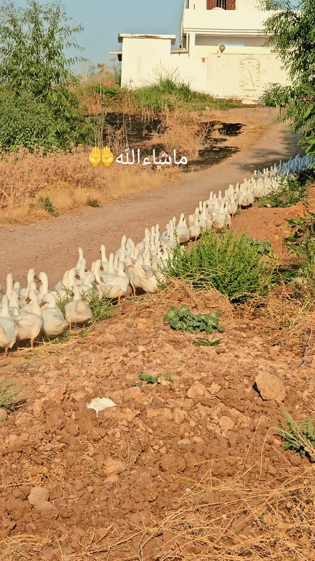 @Malik Geyan