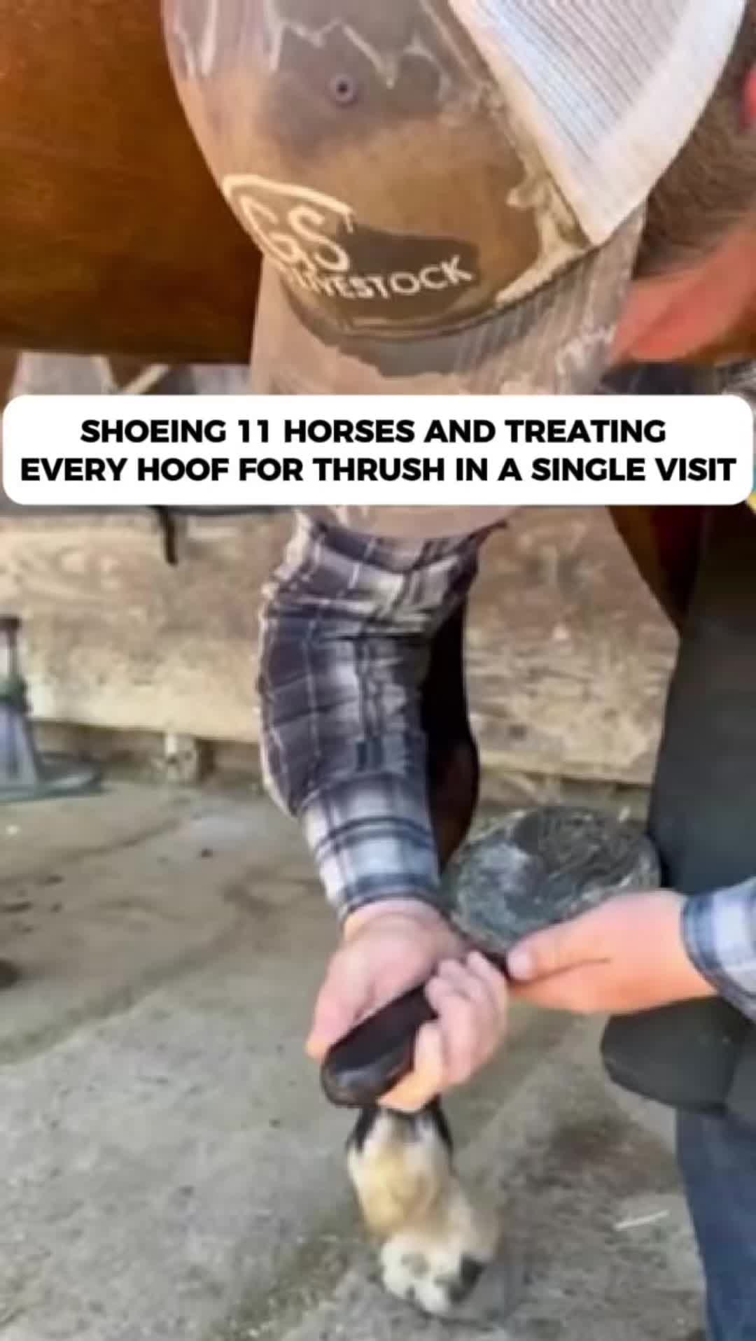 @The Blue Hoof