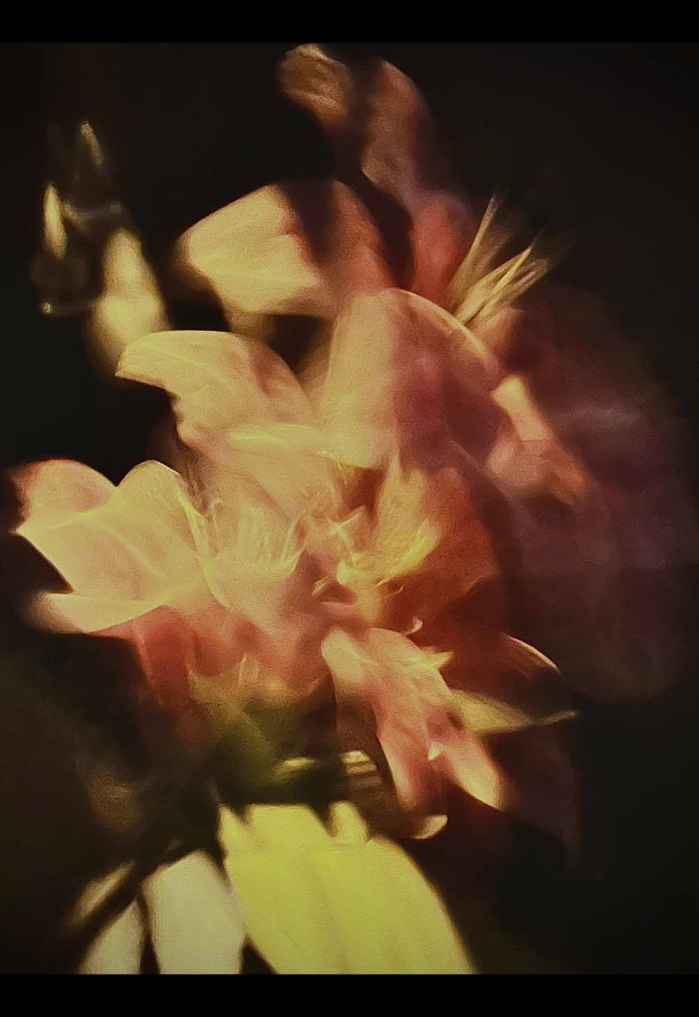 @/ᐠ - ˕ -マ Ⳋ