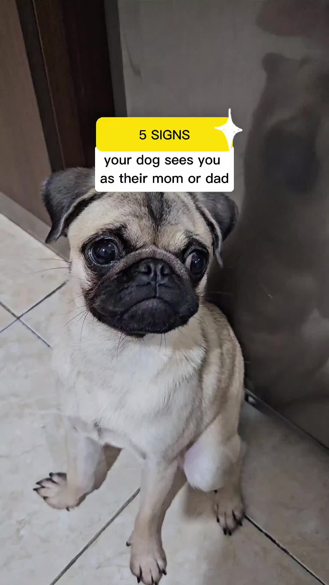 @Miso The Pug | Eat&Travel 🐾