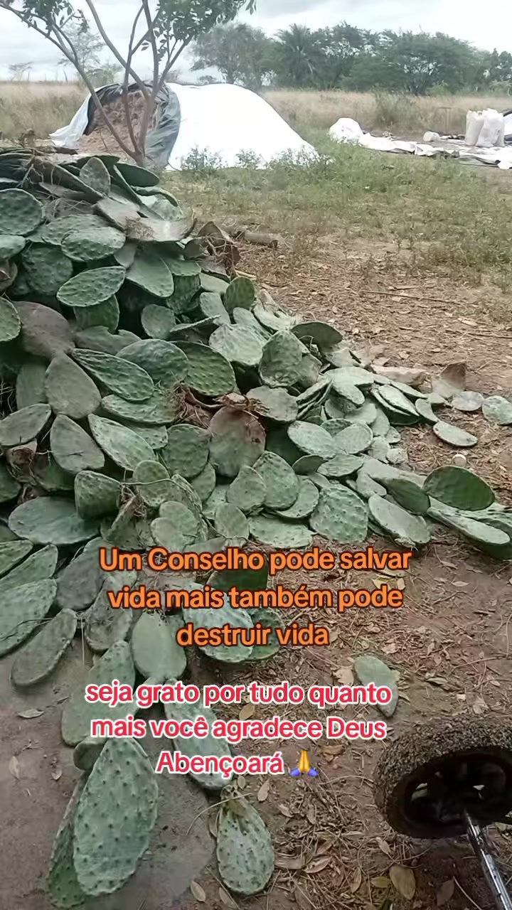 @jocriador