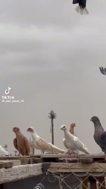 @الخليجيه 🧿