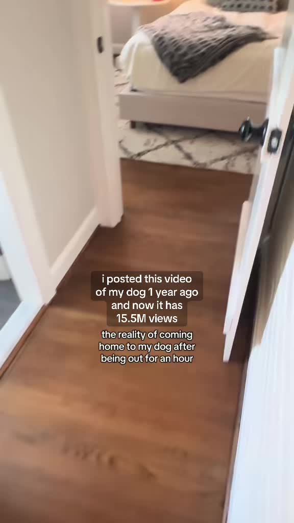 @Keanu the Pomeranian