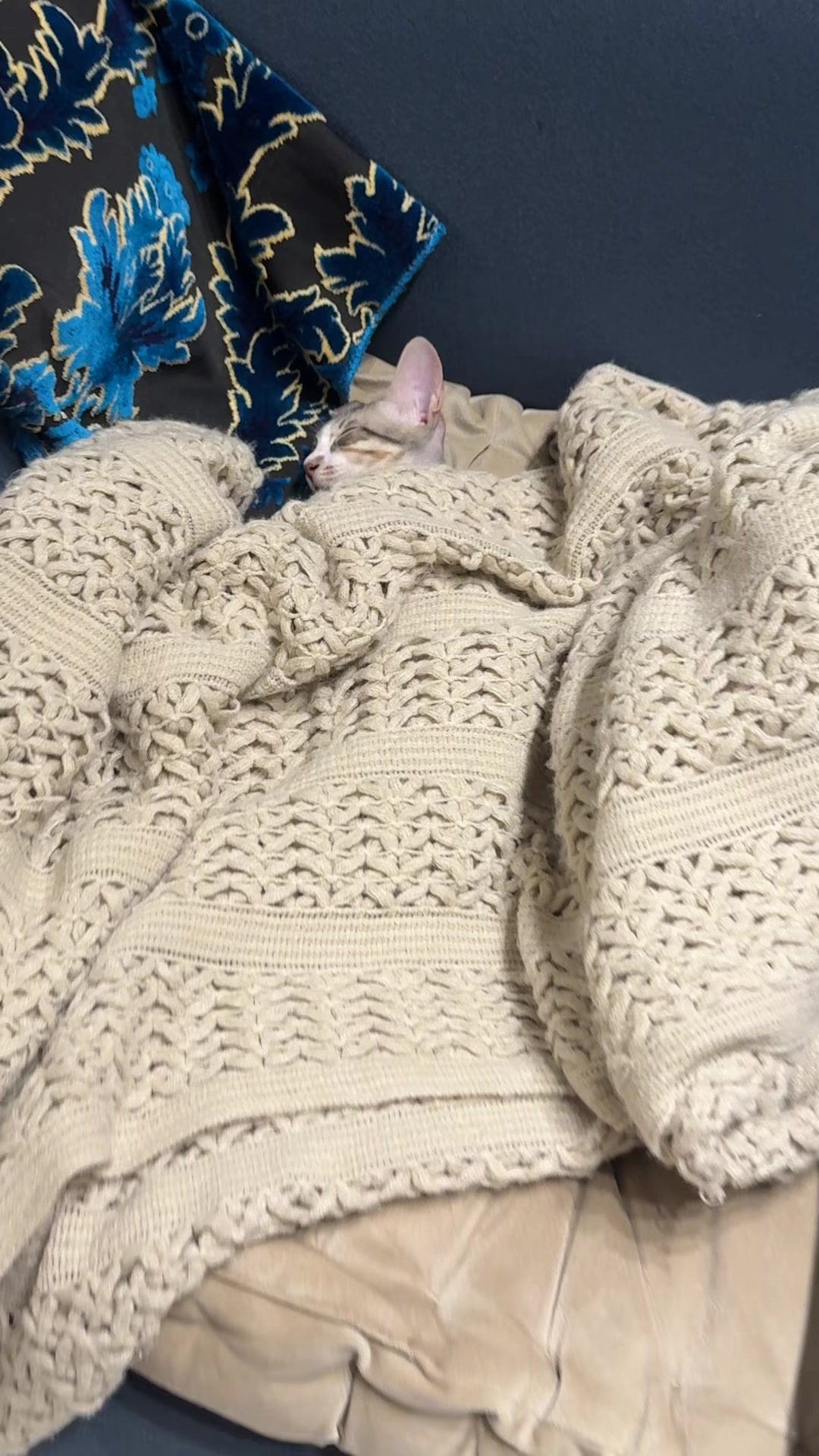 @Lots of cats