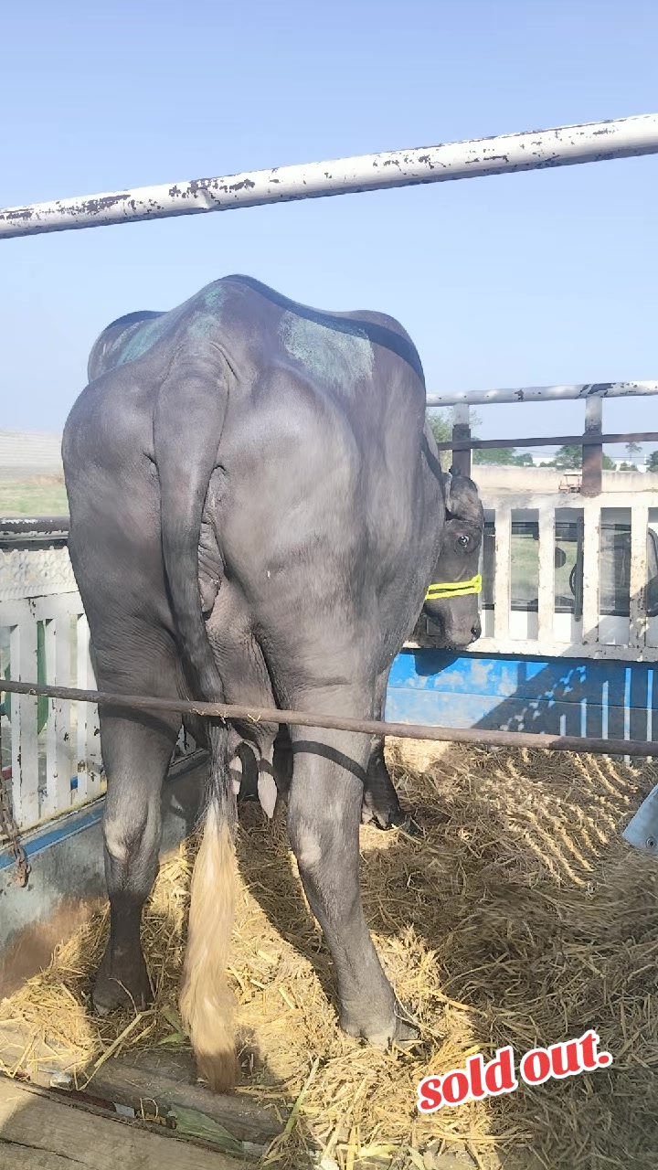 @💖🐄یوسف خان گوندل الہ 💖🐄