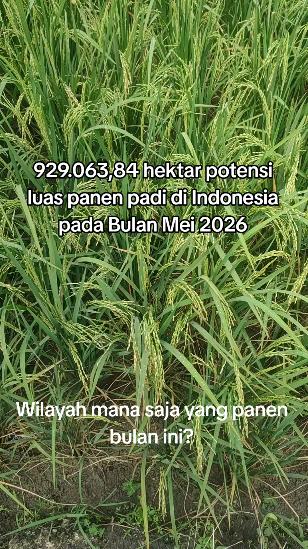 @ahmad mundir