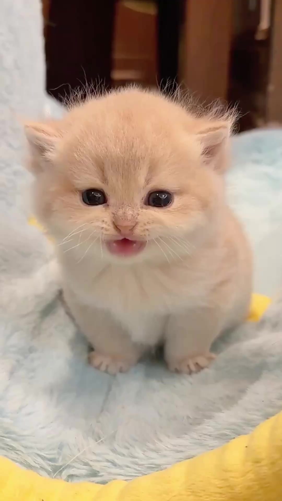 @catbosssss