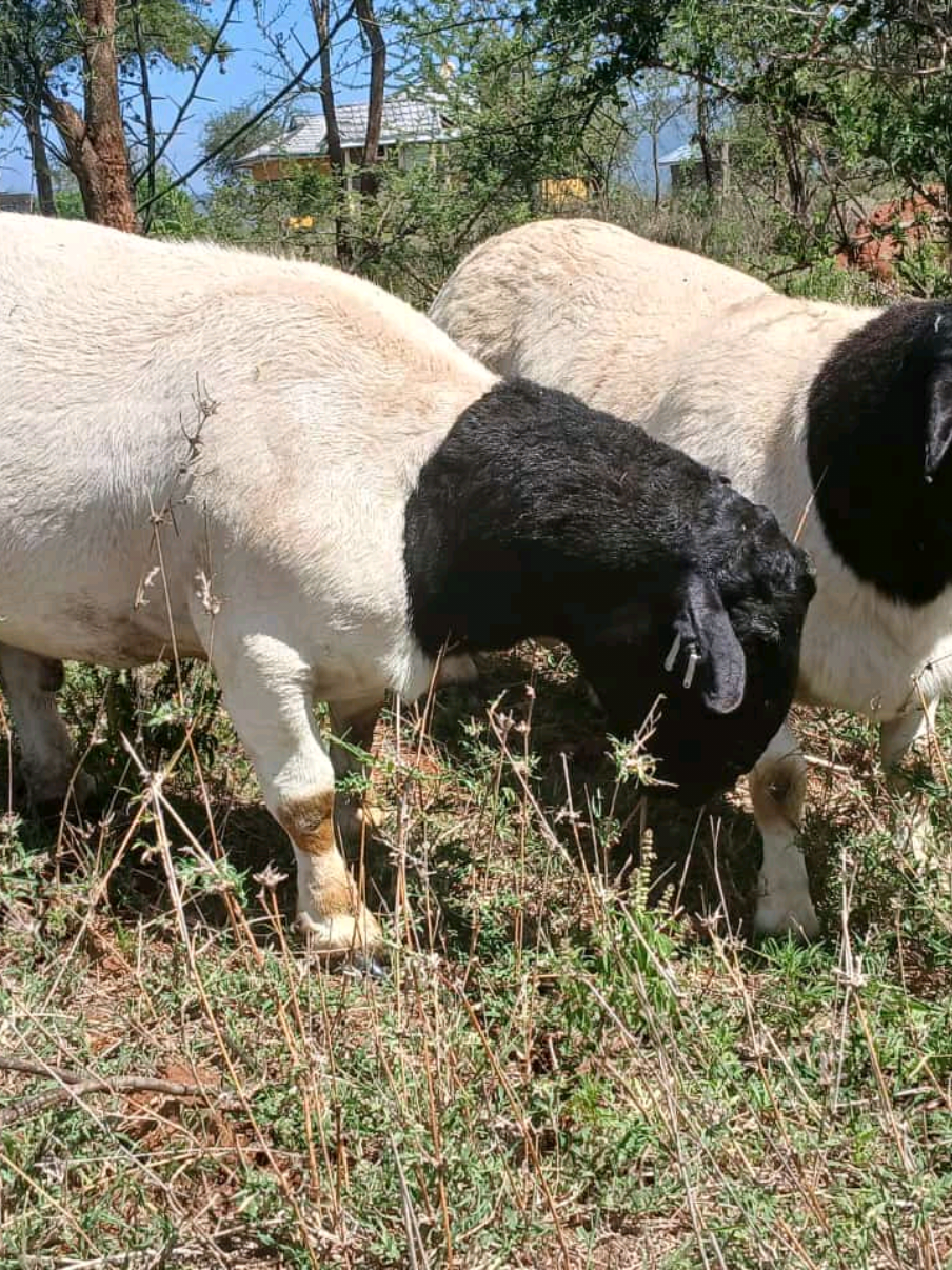 @DorperfarmsKE