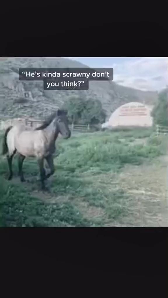 @Rudnik the Roan