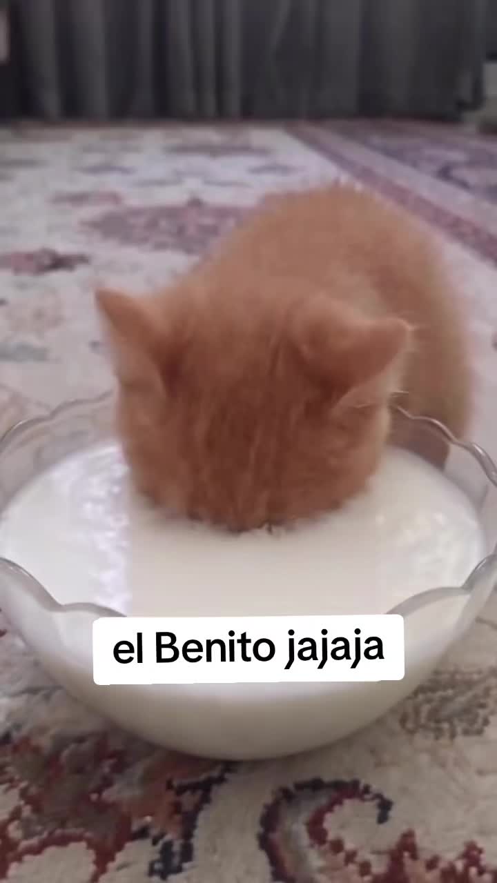 @Francisco Ulises jacinto