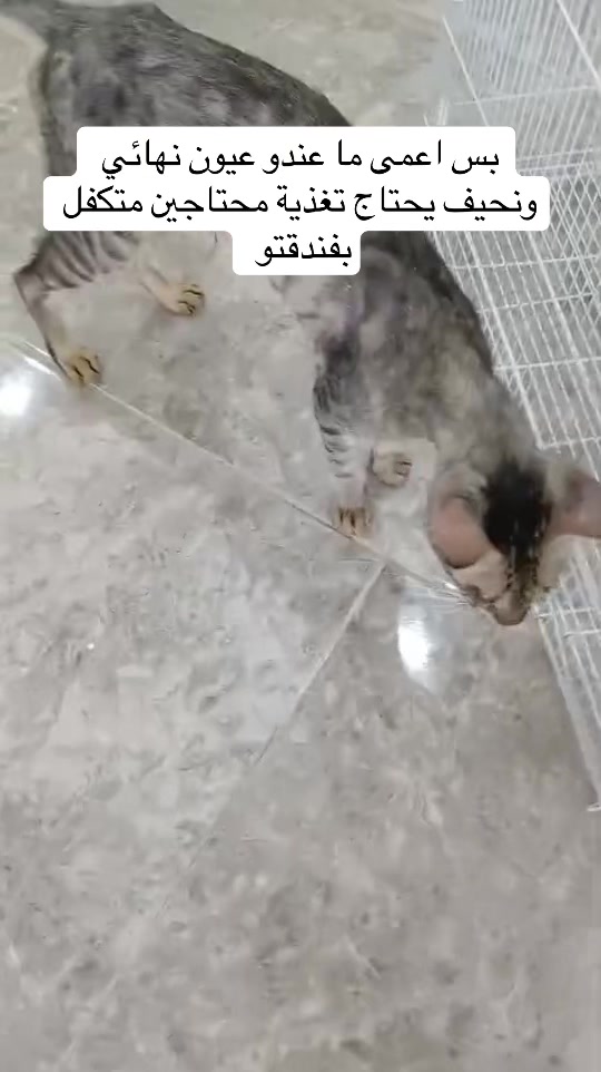 @لولو الحسني🇸🇦🫀