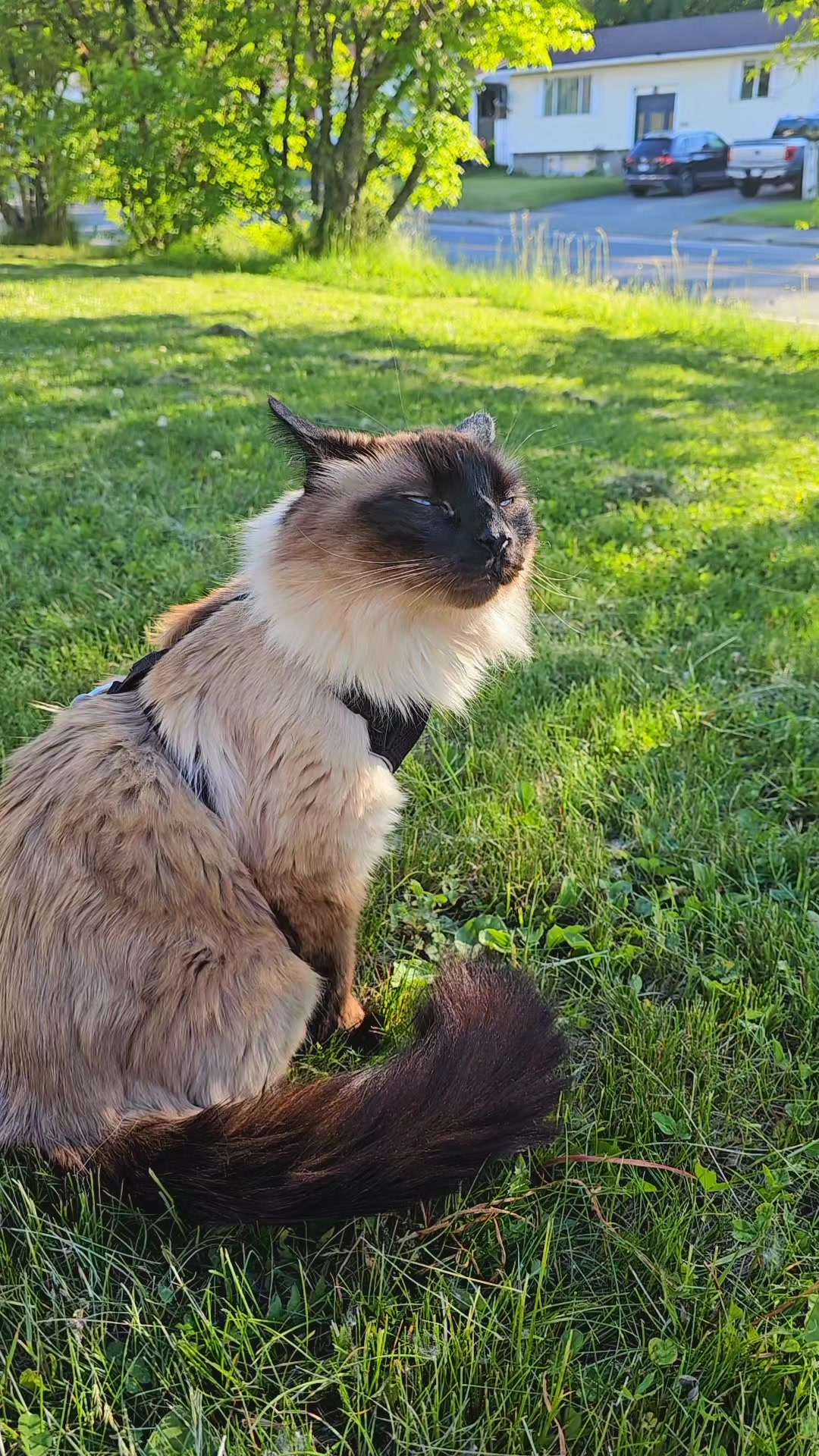 @PicklesTheCat2