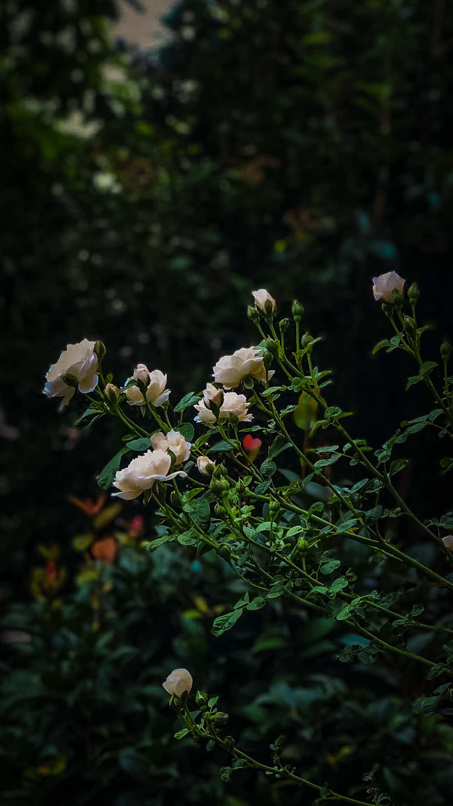 @𝑻𝒂̂𝒏 𝑻𝒉𝒊