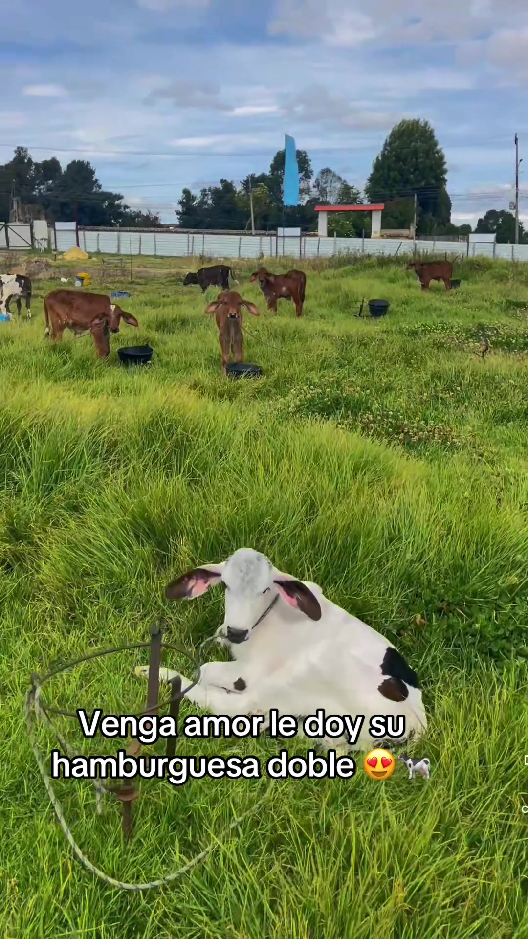 @Juan Rodríguez 🐄