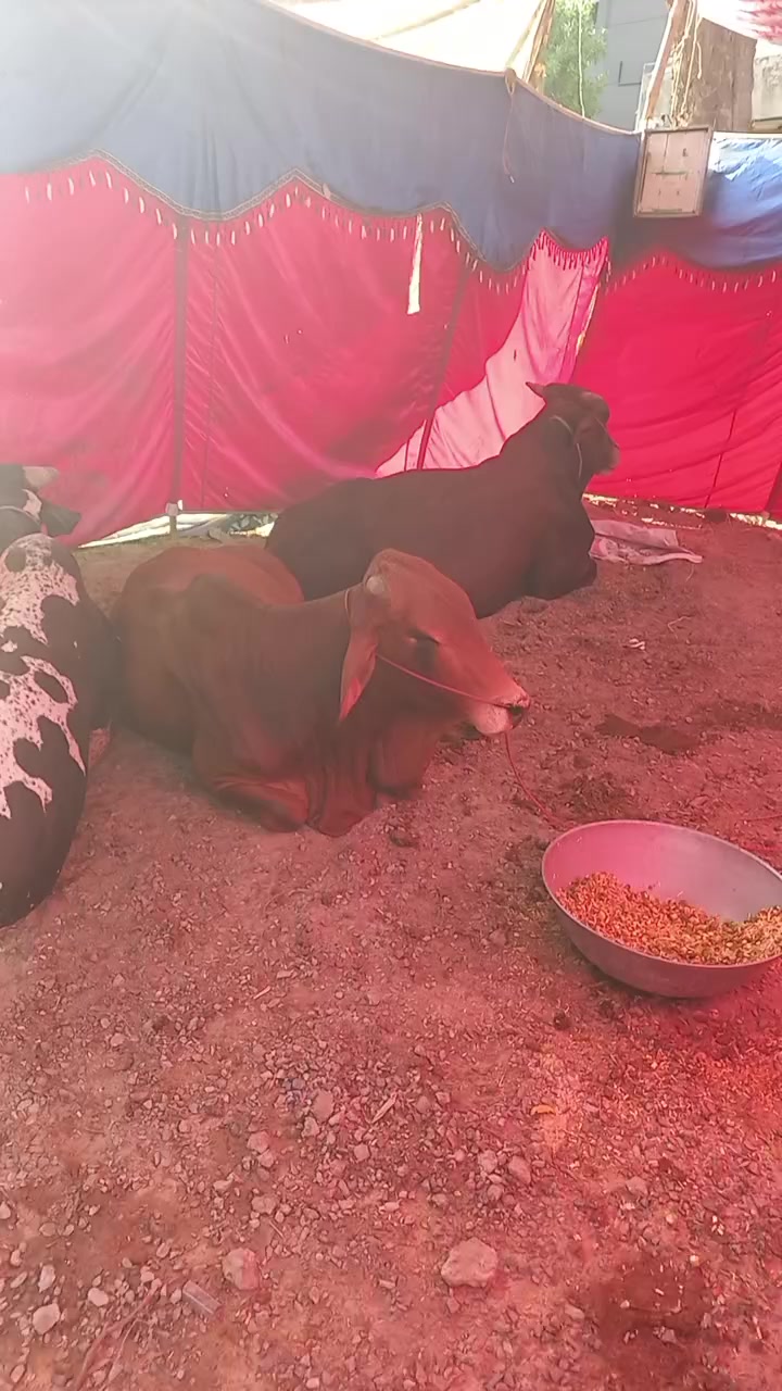 @Irfan laliya 🇵🇰