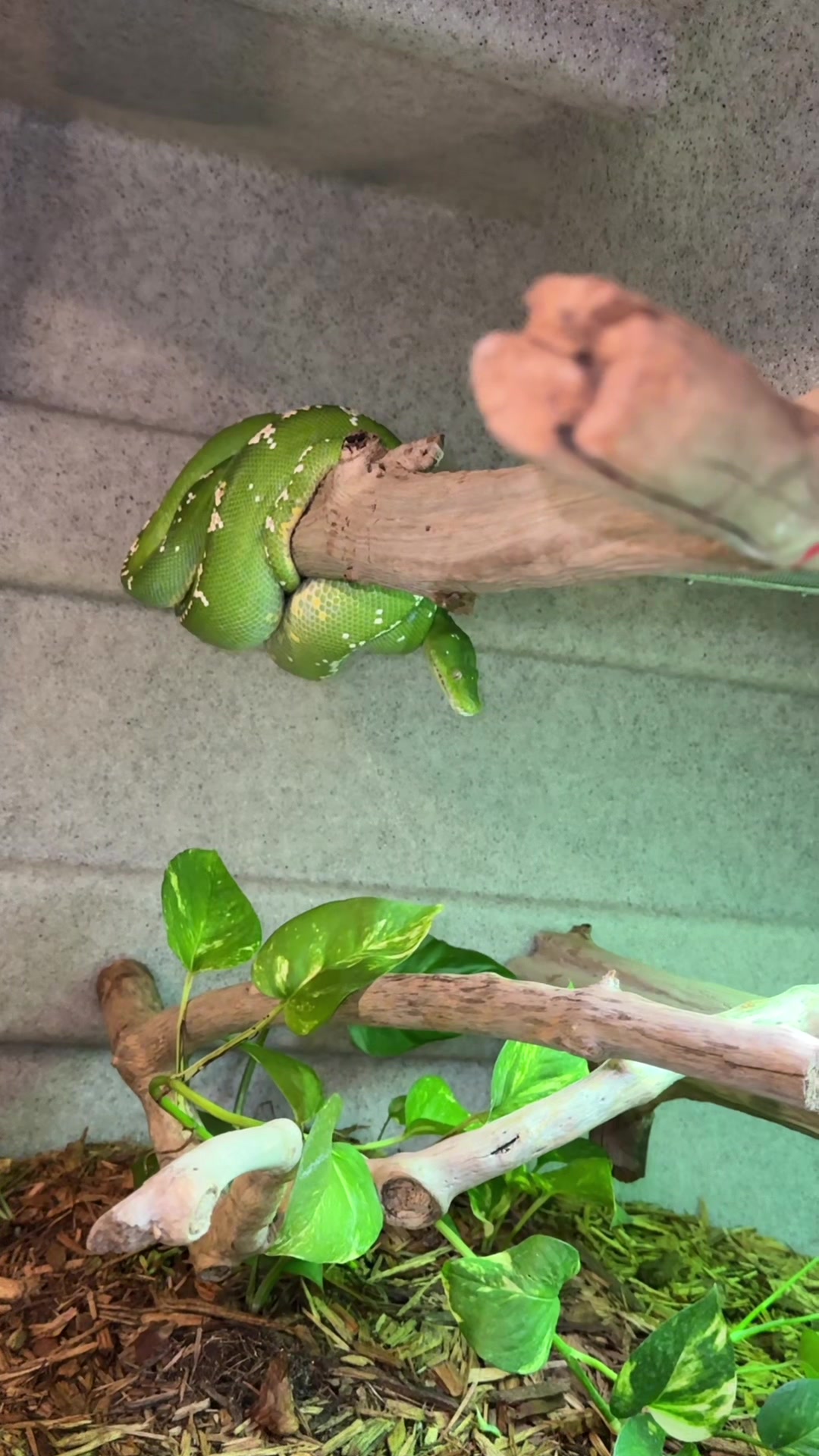 @Exotic Reptiles Viva La Raza