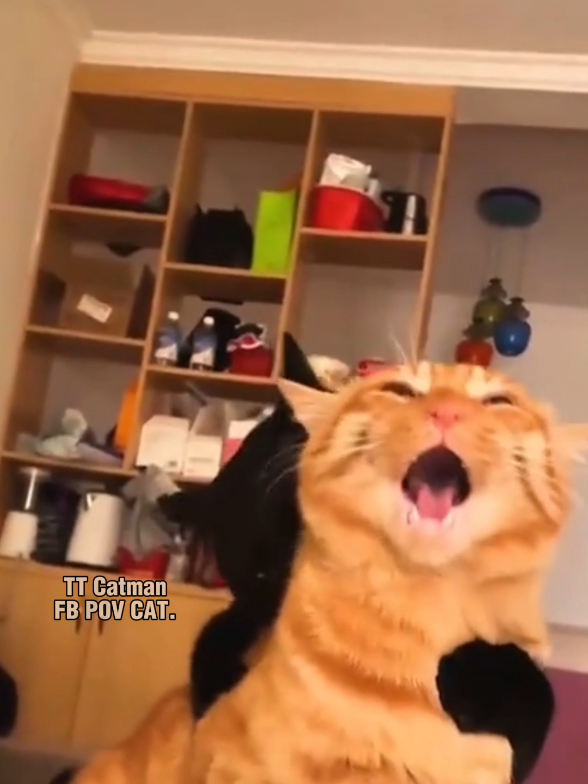 @Catman