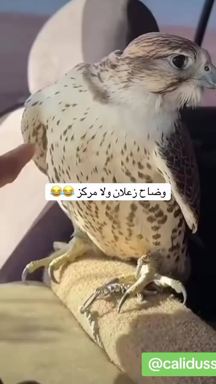 @الشاهين البحري🇲🇦