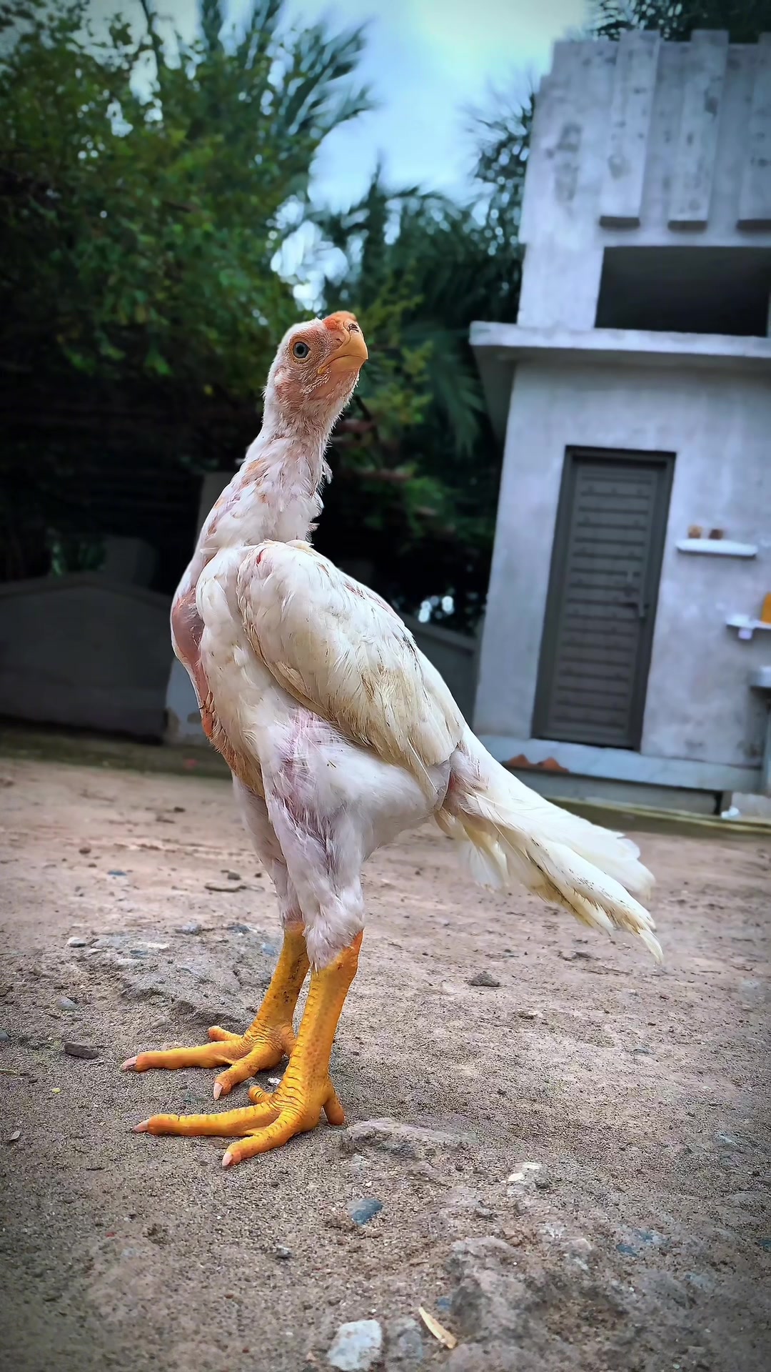 @Birds_Goat