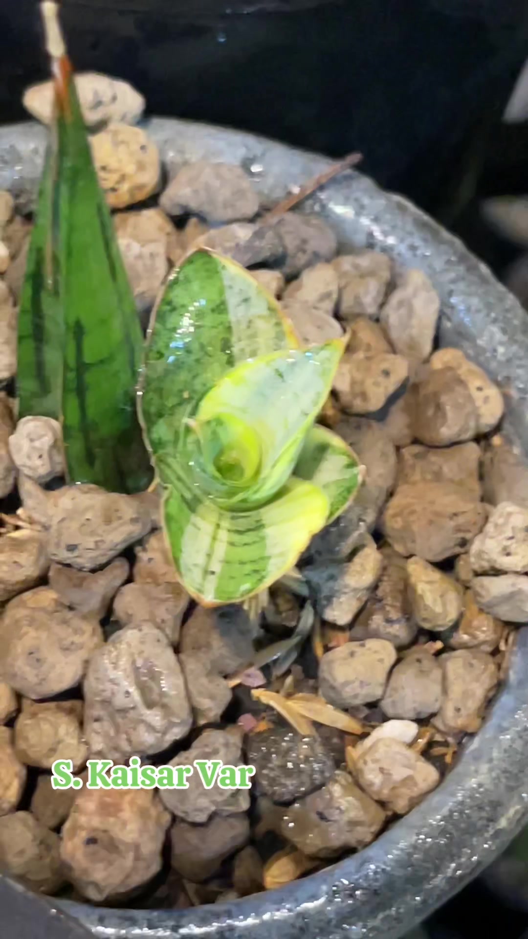 @The Sansevieria Farm
