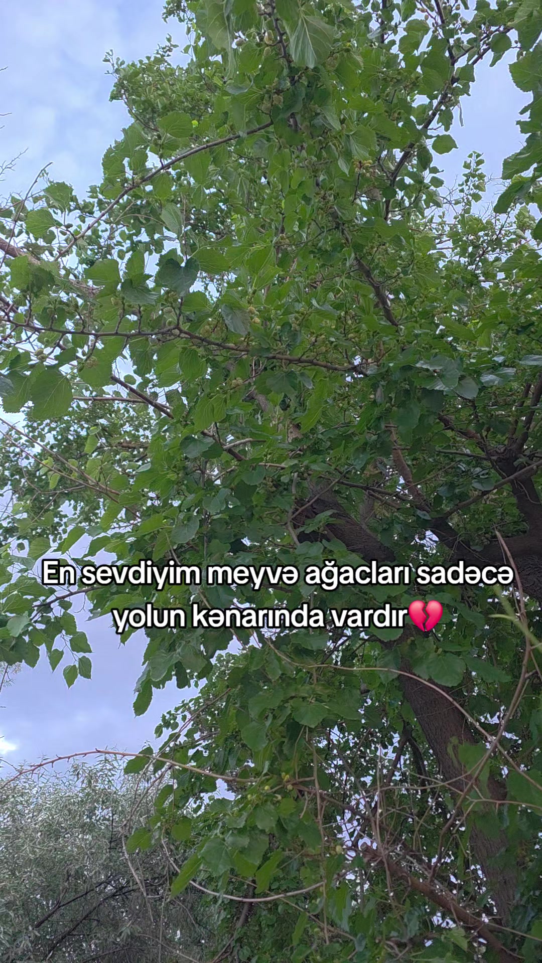 @eliyeva