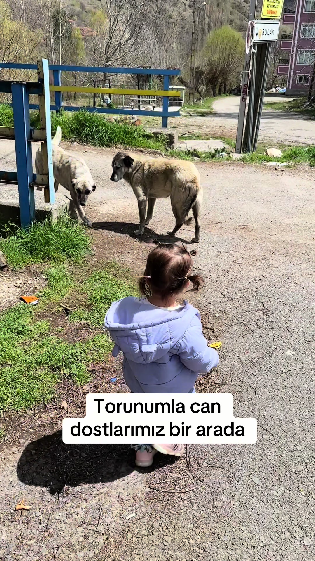 @azaphanecanlari
