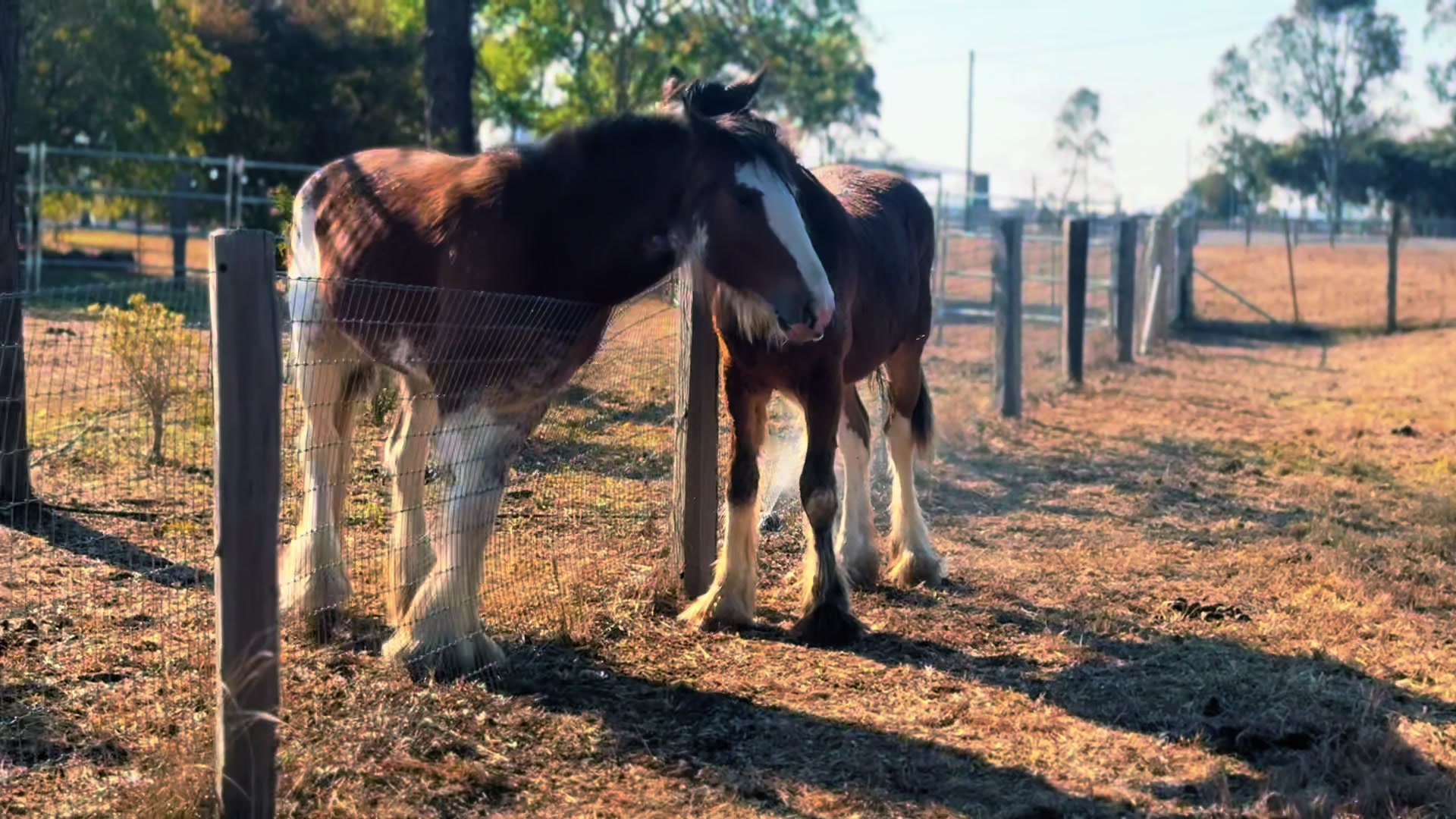 @Duneske Clydesdales