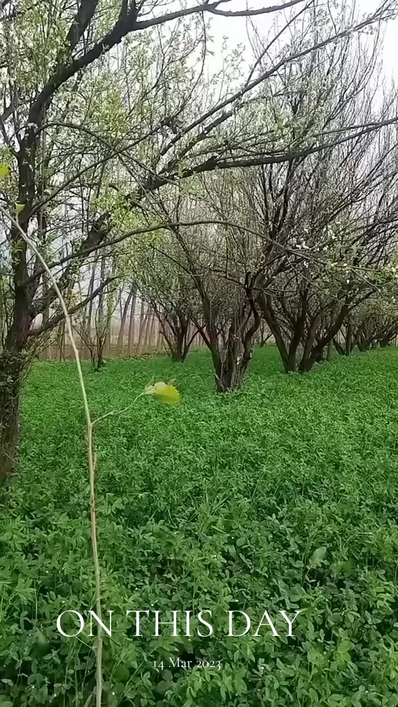 @Haseebullah 🕊️
