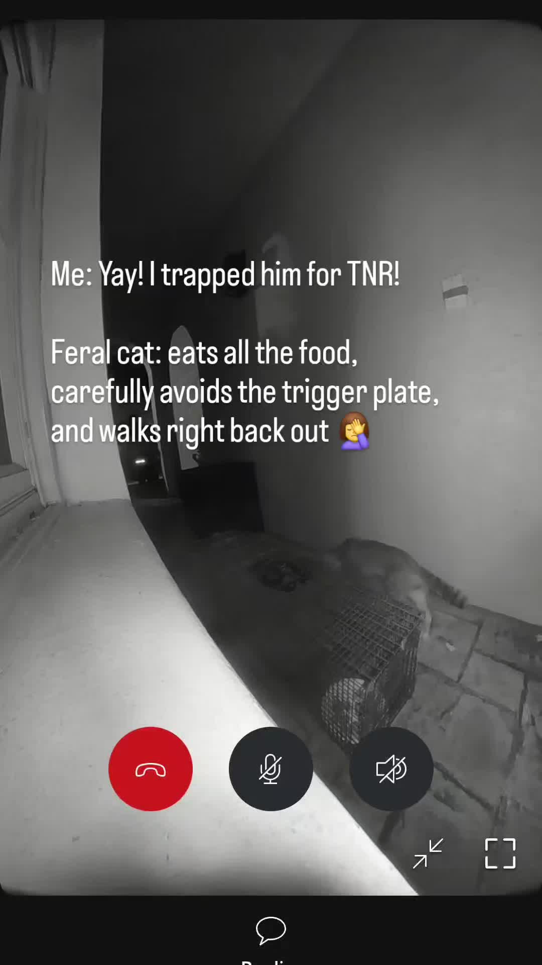 @9 Lives of Cat Chaos