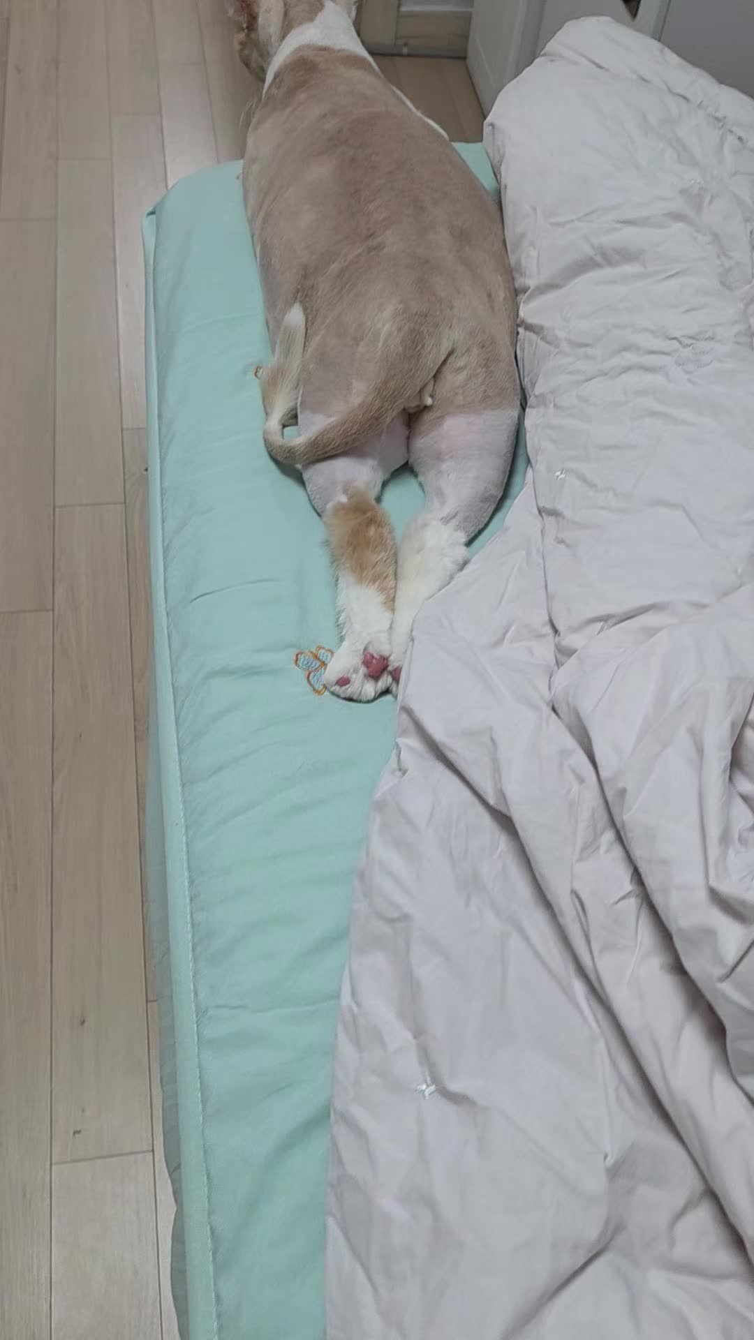 @8냥이 집사