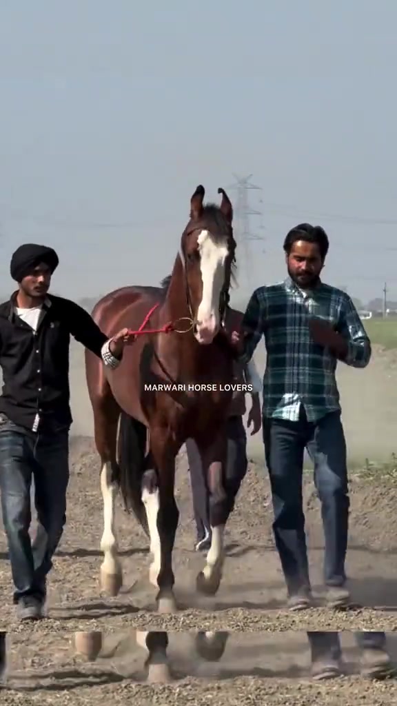 @🚩 راوی الہ 🚩