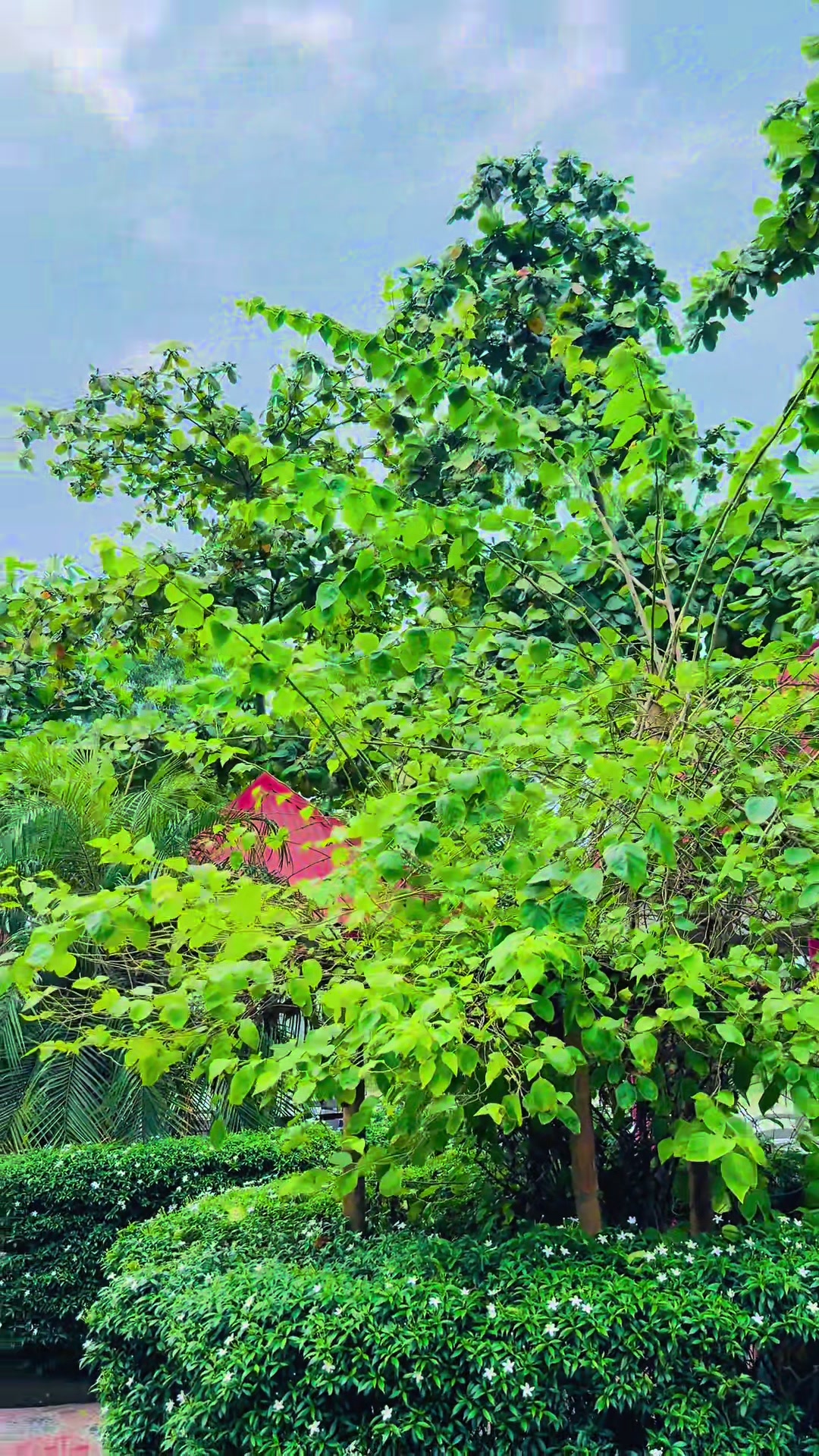@🌼[ " CaFe শীতল হাওয়া " ]🌼