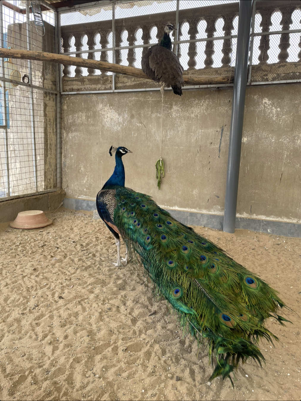 @AR Birds