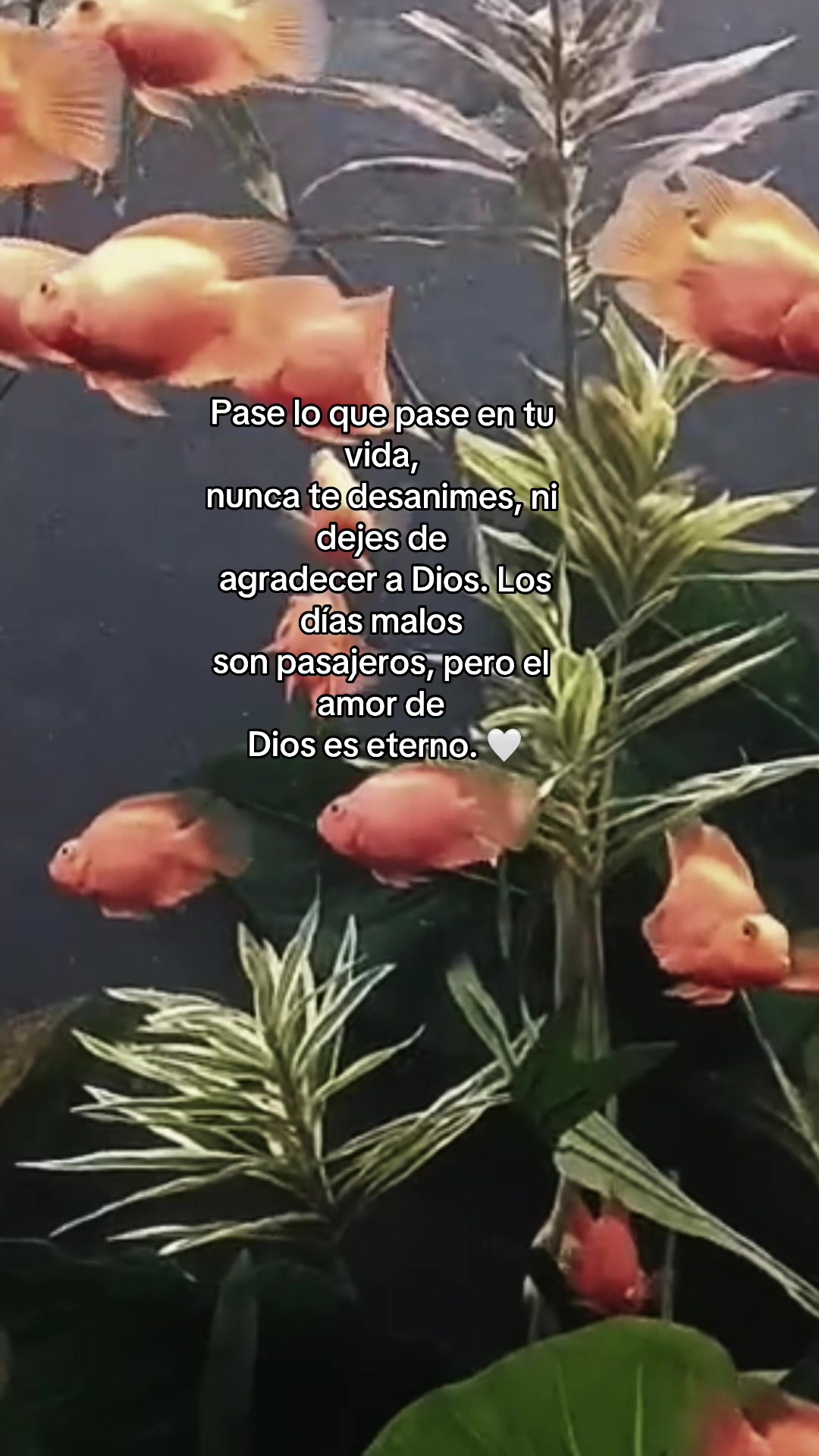 @✨Lizbeth✨
