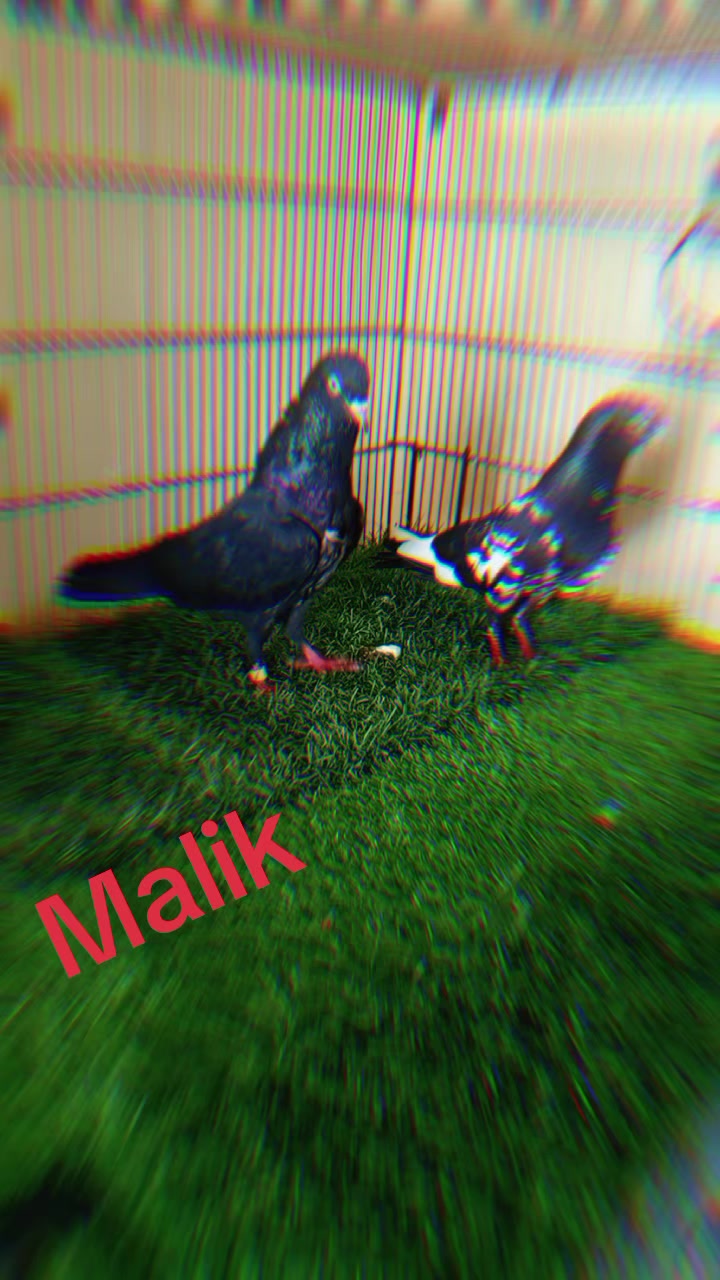 @Malik Muhammad Shoaib