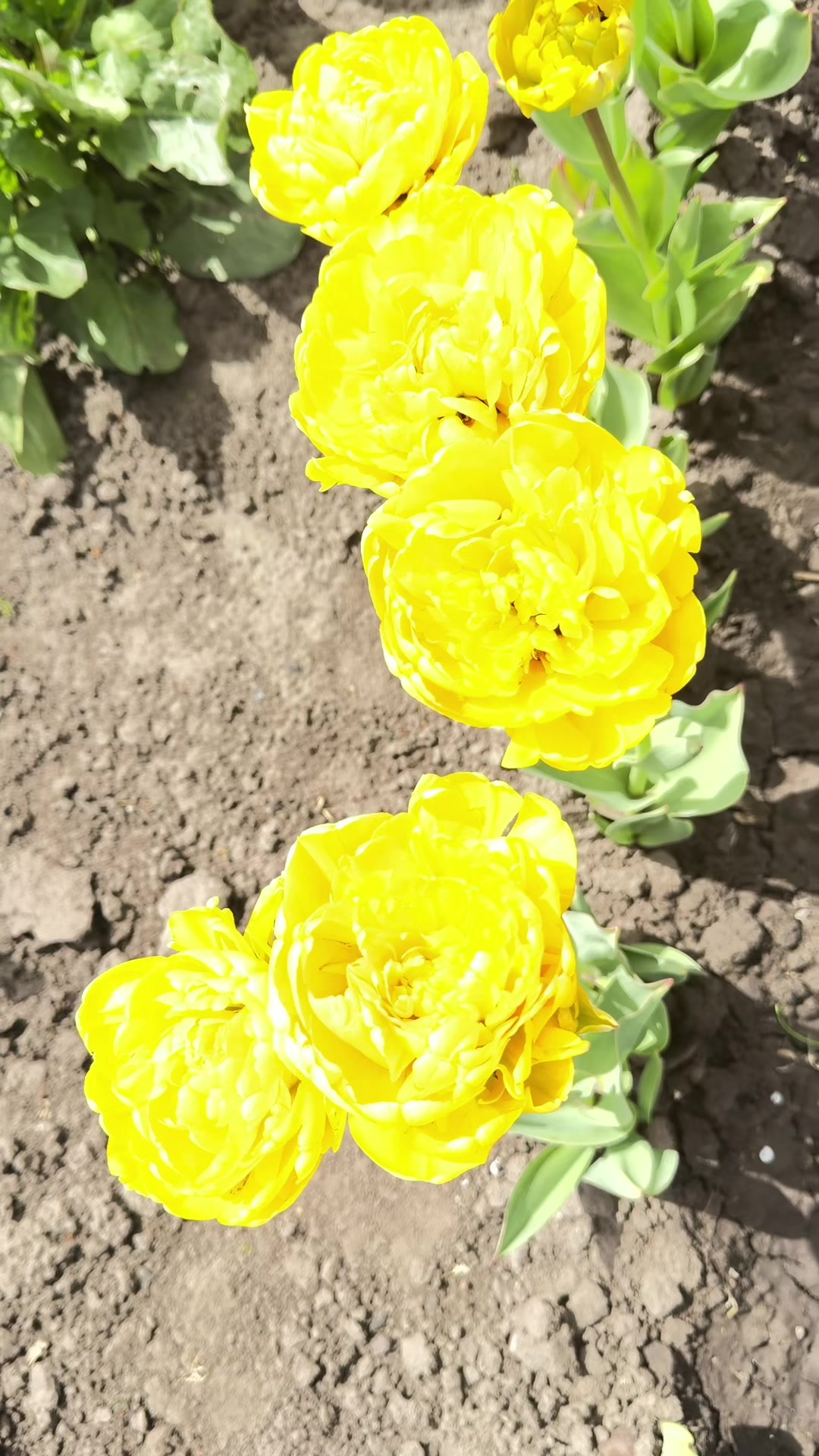 @ЛЕСЬКИ ДВІЖ