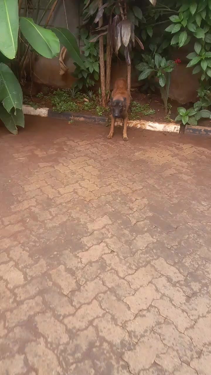 @Orimbajnrkennels