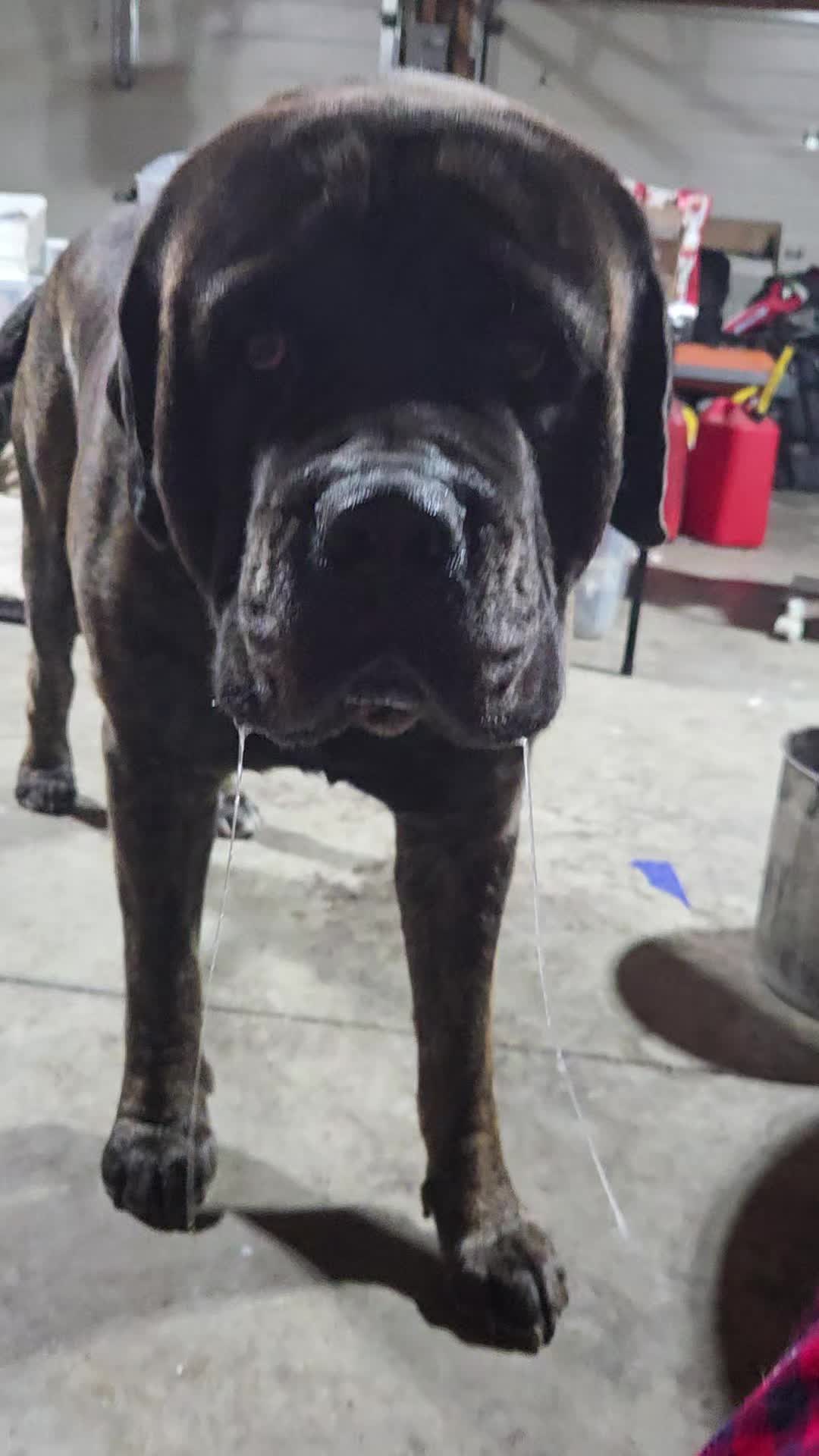 @Maple Mastiffs