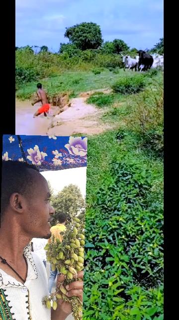 @Tesfahun Hailu/ና በይኝ ወምበርማ/