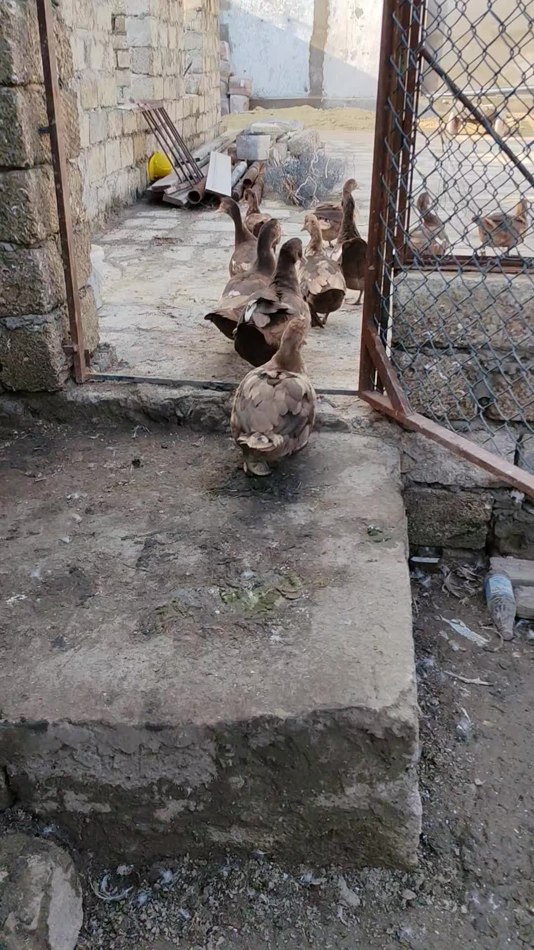 @MAŞTAĞA_QUŞCULUĞ