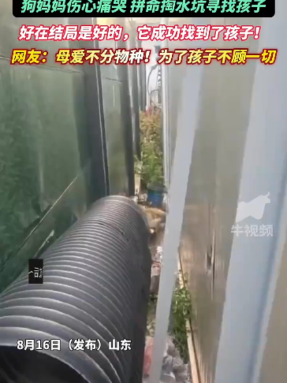 @中国蓝国际
