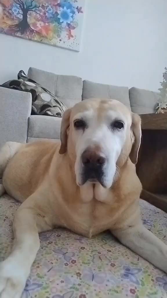 @choco _rey🐾