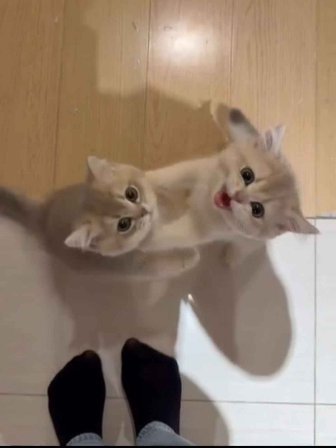 @Chonky World Of Cats