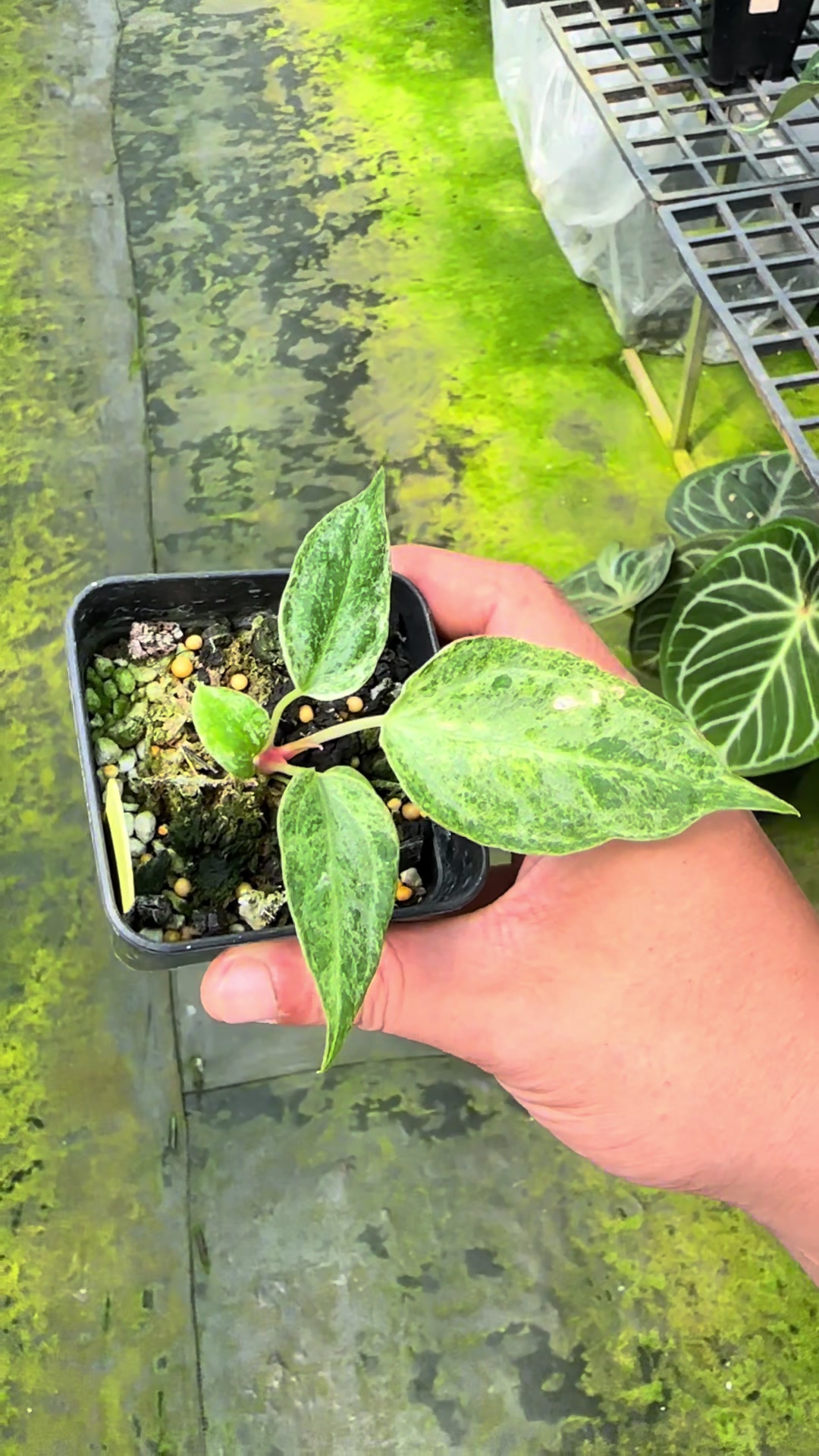 @KeepcầmKây🥦